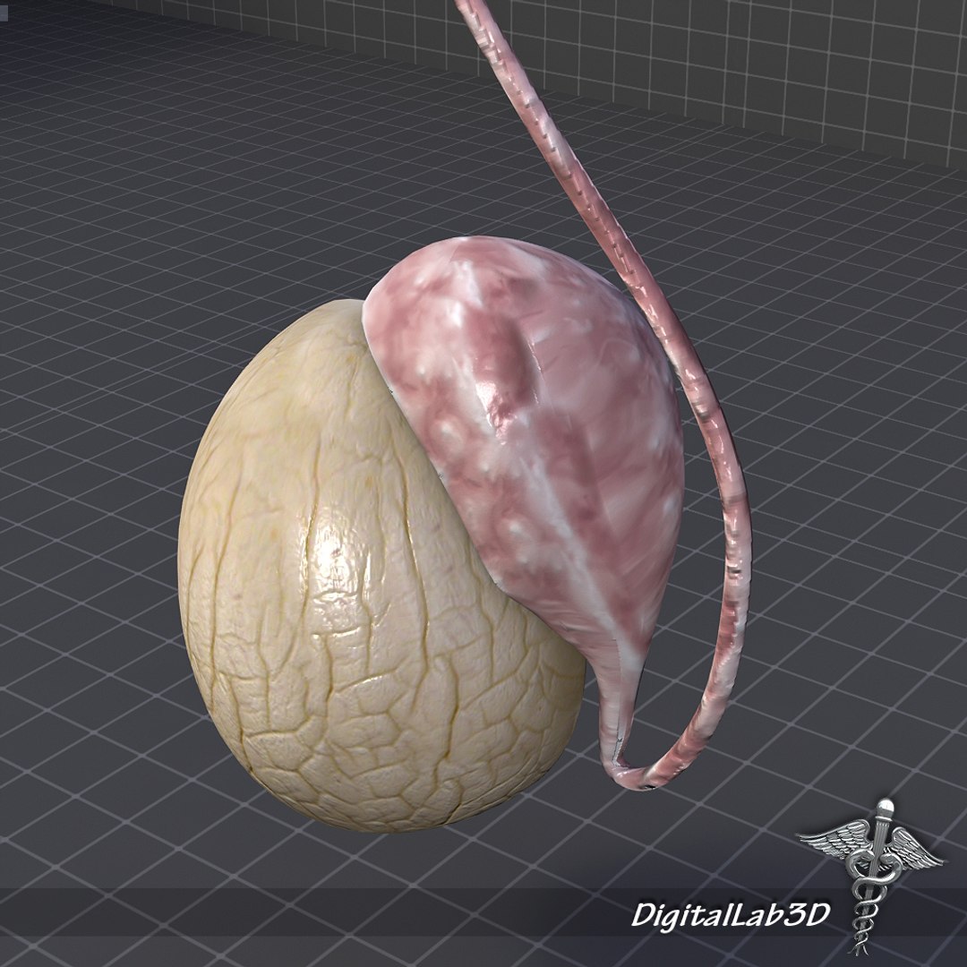 3d Model Human Male Testis