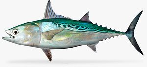 Bonito