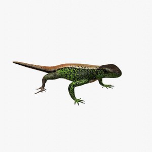 Sand lizard Lacerta agilis
