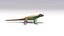 3D sand lizard lacerta agilis model