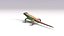 3D sand lizard lacerta agilis model