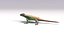 3D sand lizard lacerta agilis model