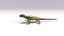 3D sand lizard lacerta agilis model