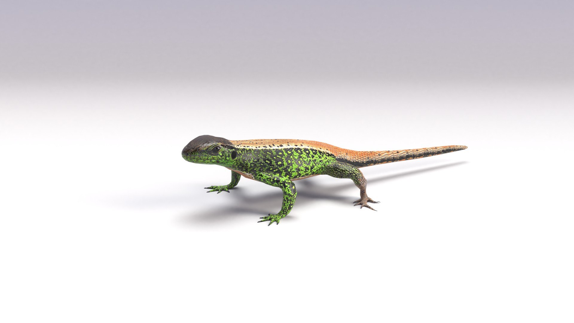 3D sand lizard lacerta agilis model https://p.turbosquid.com/ts-thumb/d1/3nWXsP/n3/sandlizard_.jpg0001/jpg/1615824547/1920x1080/fit_q87/1f4a60dcb0bb4074dcbcfd8595e3a36a68d5e936/sandlizard_.jpg0001.jpg