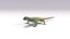 3D sand lizard lacerta agilis model
