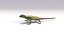 3D sand lizard lacerta agilis model