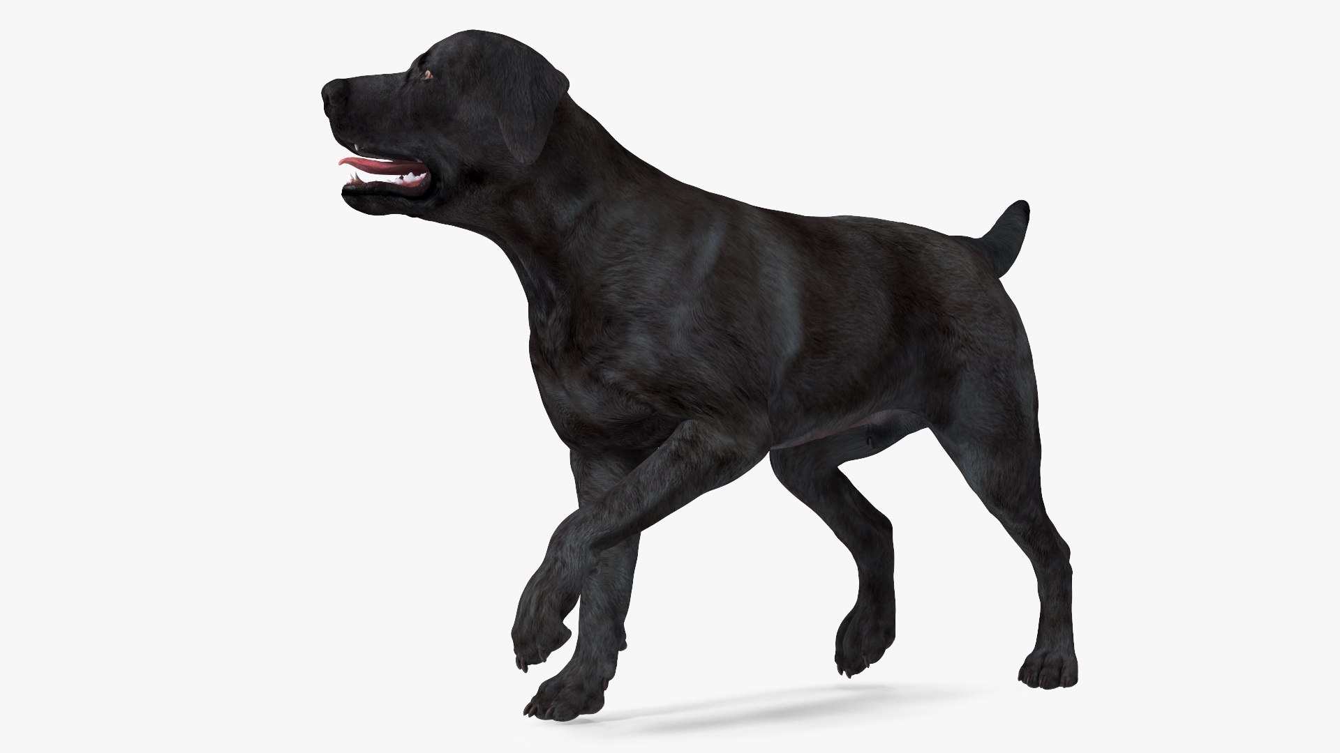 Labrador Dog Black Walking 3D model preview