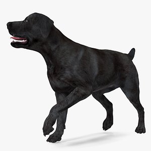 Labrador Dog Black Walking 3D model
