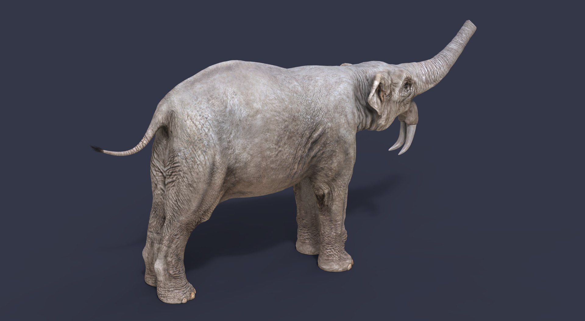 3D extinct animals version 11 https://p.turbosquid.com/ts-thumb/d1/8cRHg3/IVGkGSZQ/b5/jpg/1602514911/1920x1080/fit_q87/386d61225bc9b767d9f9db1501bec4e041ddff19/b5.jpg