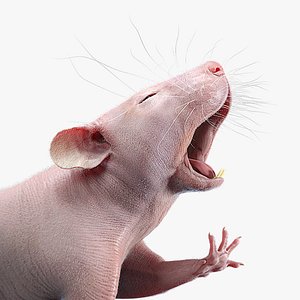 rat rigged animations hair model