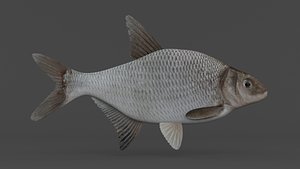 Bream Fish