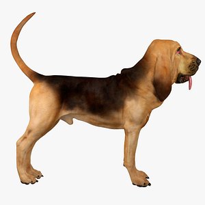 3d model bloodhound black tan dog