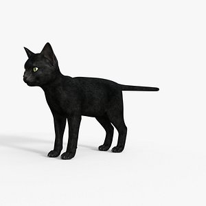 3D Realistic Black  Kitten Rigged