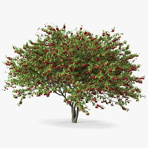 3D Red Plum Tree