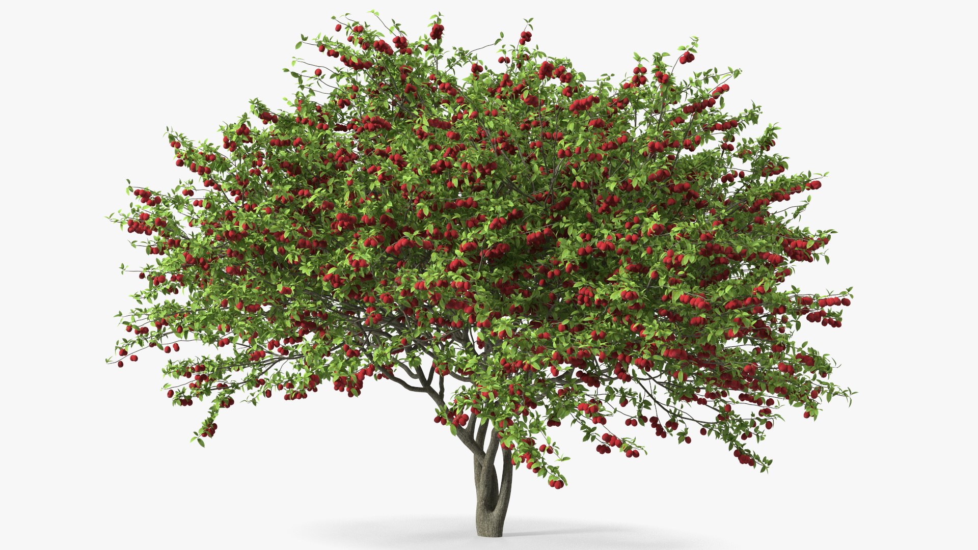 Red Plum Tree 3D model preview