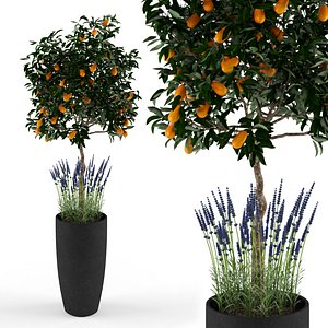 Kumquat and lavender