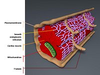 Cardiac Muscle (human)