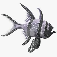 Longfin Cardinalfish Rigged