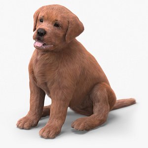 Brown Labrador Retriever Puppy Sitting Pose Fur for Cinema 4D 3D model