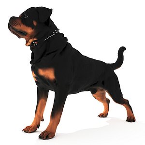 Rottweiler