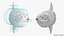 Ocean Sunfish Common Mola Rigged 3D model