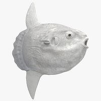 Ocean Sunfish Common Mola Rigged