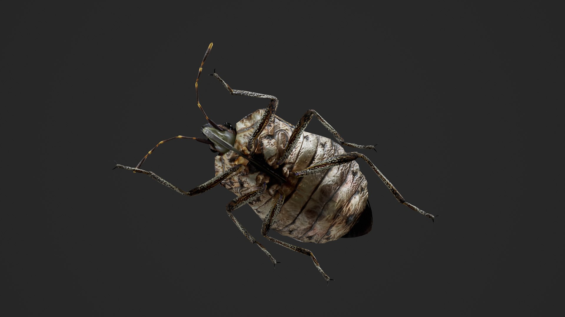 Brown marmorated stink bug Halyomorpha halys 3D model https://p.turbosquid.com/ts-thumb/d1/jY8Vqk/25/untitled_005/png/1764409404/1920x1080/fit_q87/44325c3e6c2adfb7445407e6c31ab02a538890b1/untitled_005.jpg