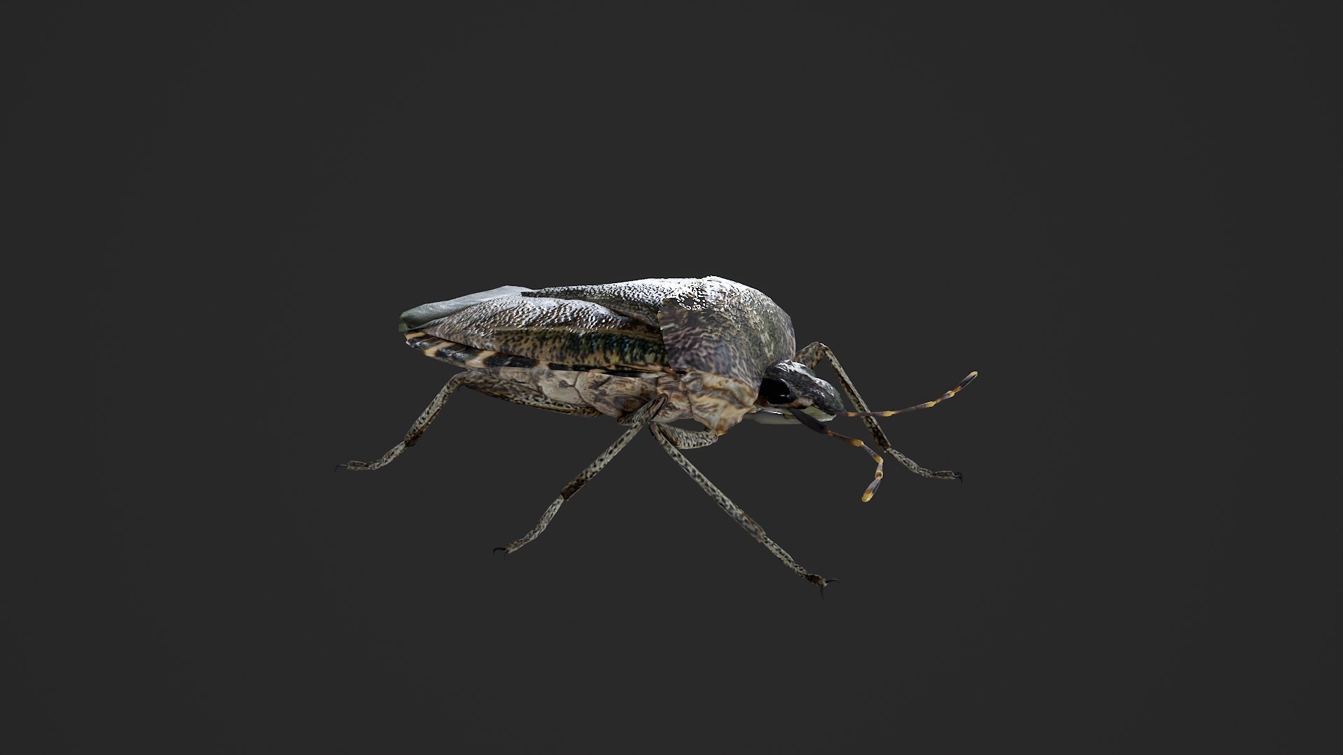 Brown marmorated stink bug Halyomorpha halys 3D model https://p.turbosquid.com/ts-thumb/d1/jY8Vqk/3g/untitled_002/png/1764409403/1920x1080/fit_q87/e03e5fa039bd4a34da7059d08d34e691043a2932/untitled_002.jpg