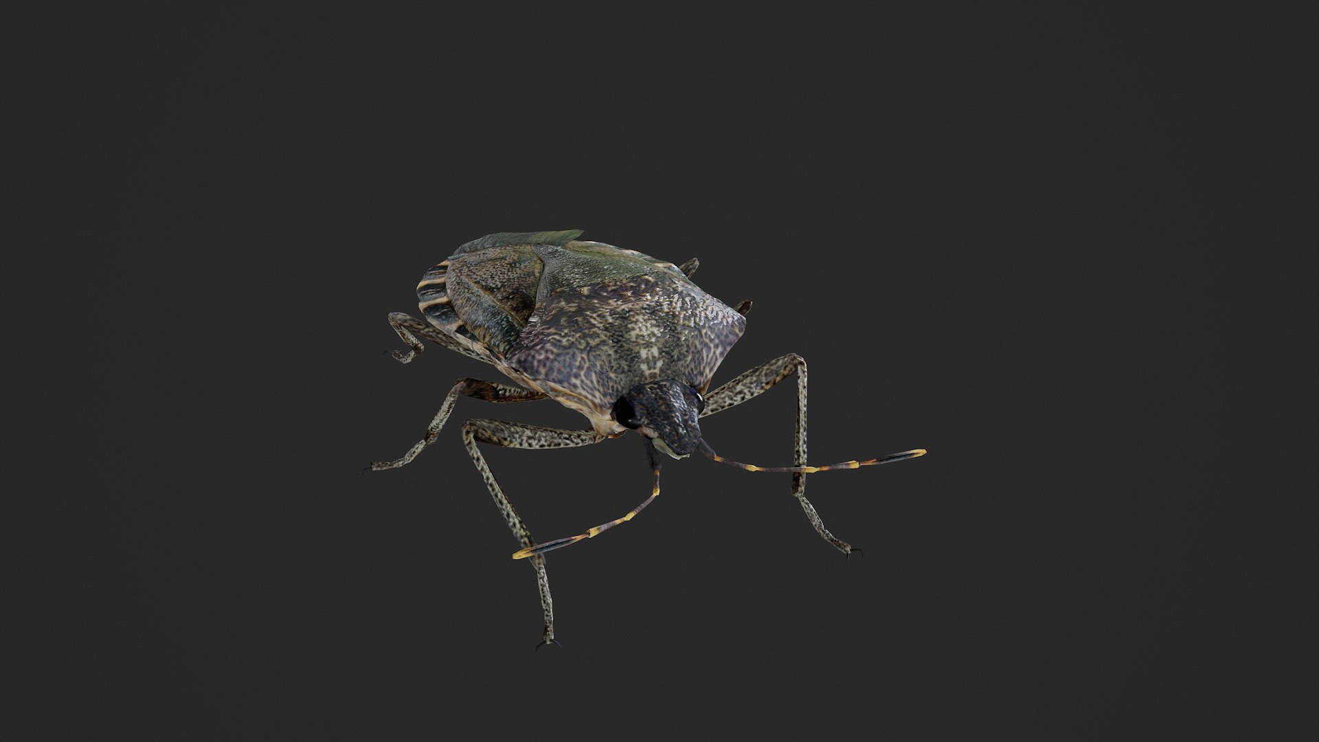 Brown marmorated stink bug Halyomorpha halys 3D model https://p.turbosquid.com/ts-thumb/d1/jY8Vqk/Ax/untitled_004/png/1764409405/1920x1080/fit_q87/6ec1ac66b8779e5243b2ffa1bd91c322f0244021/untitled_004.jpg