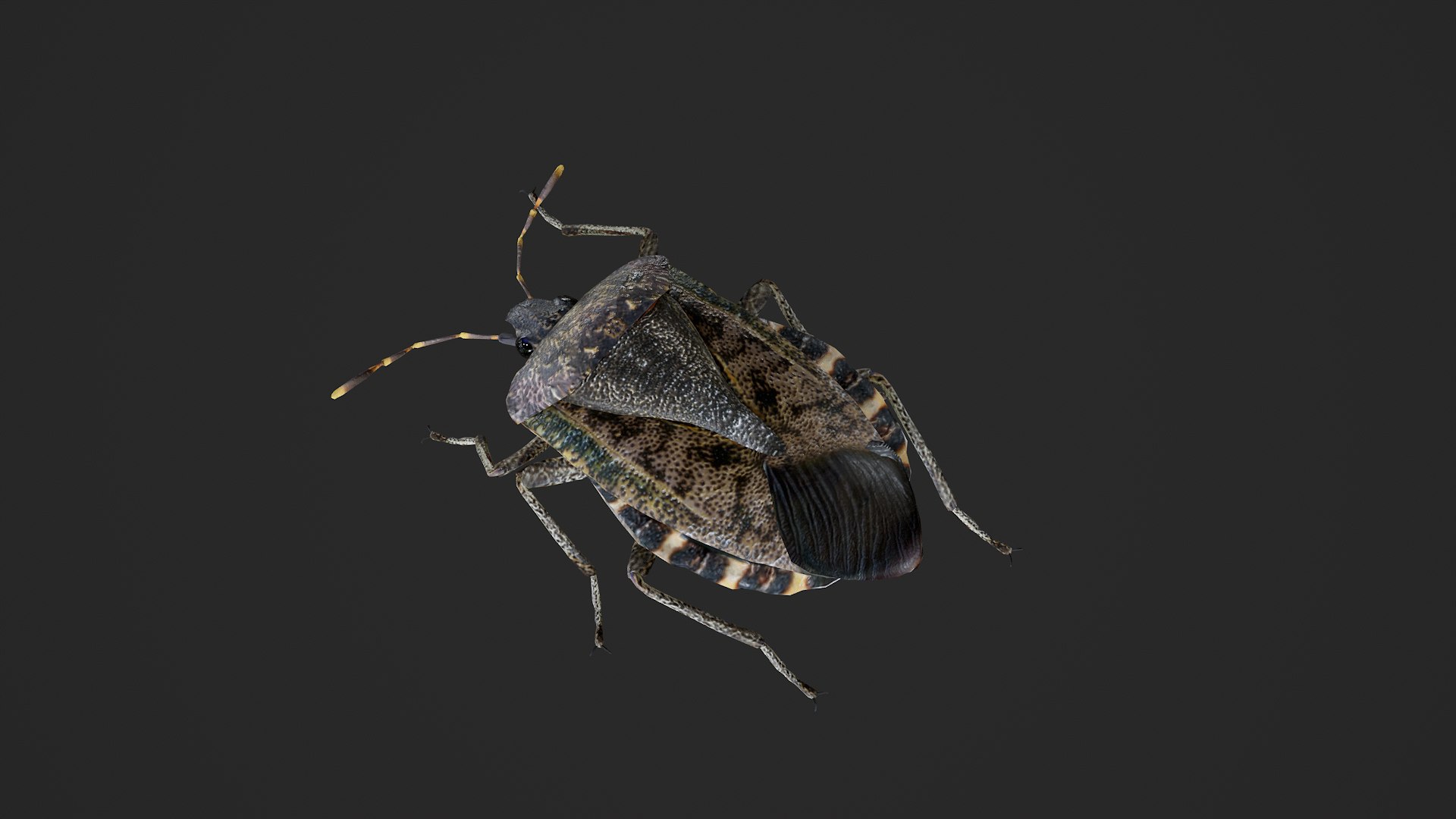 Brown marmorated stink bug Halyomorpha halys 3D model https://p.turbosquid.com/ts-thumb/d1/jY8Vqk/Gu/untitled_001/png/1764409403/1920x1080/fit_q87/9be0a2f02f0b5f95553e030c1d1030c45b3523a7/untitled_001.jpg