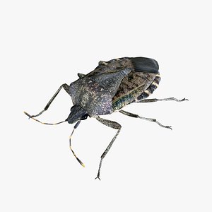 Brown marmorated stink bug Halyomorpha halys 3D model