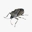 Brown marmorated stink bug Halyomorpha halys