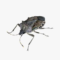 Brown marmorated stink bug Halyomorpha halys