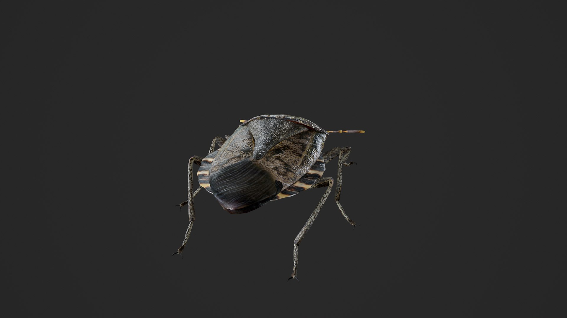 Brown marmorated stink bug Halyomorpha halys 3D model https://p.turbosquid.com/ts-thumb/d1/jY8Vqk/yS/untitled_003/png/1764409403/1920x1080/fit_q87/56209362c003a4c8cc8b67f2b856aad5a809d549/untitled_003.jpg