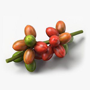 Coffee Bean Fruit Cluster Ripening Stage 3D model