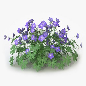 Geranium Blue