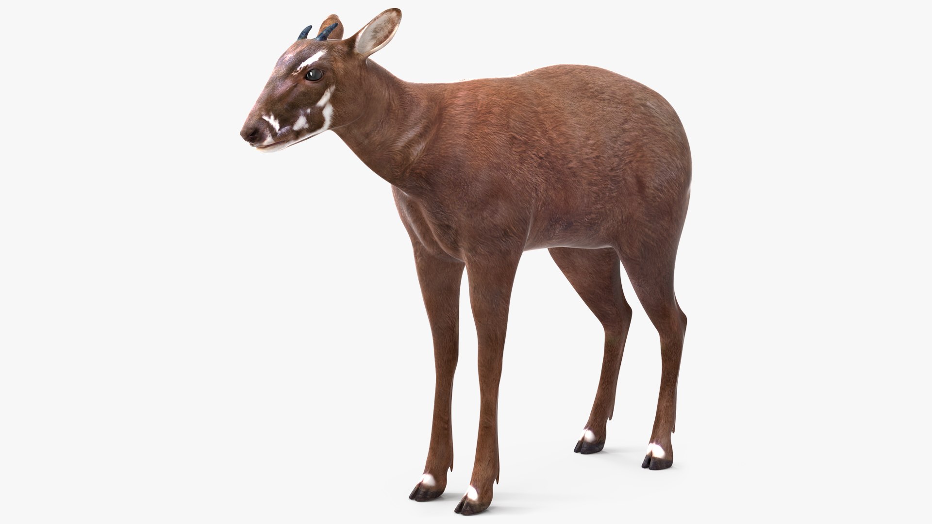 Saola Standart Pose 3D model preview