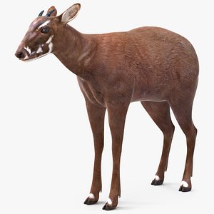 Saola Standart Pose
