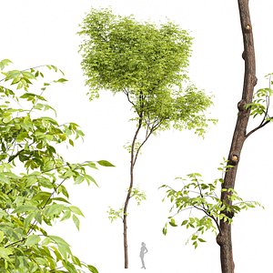 Real tree ulmus changii 3D model