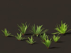 Nephrolepis cordifolia - Tuberous sword fern 01