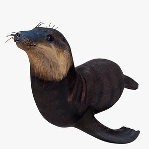 Sea Lion