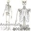 Anatomically Accurate Skeleton