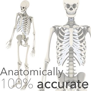 Anatomically Accurate Skeleton