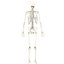 Anatomically Accurate Skeleton