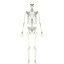 Anatomically Accurate Skeleton
