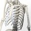 Anatomically Accurate Skeleton