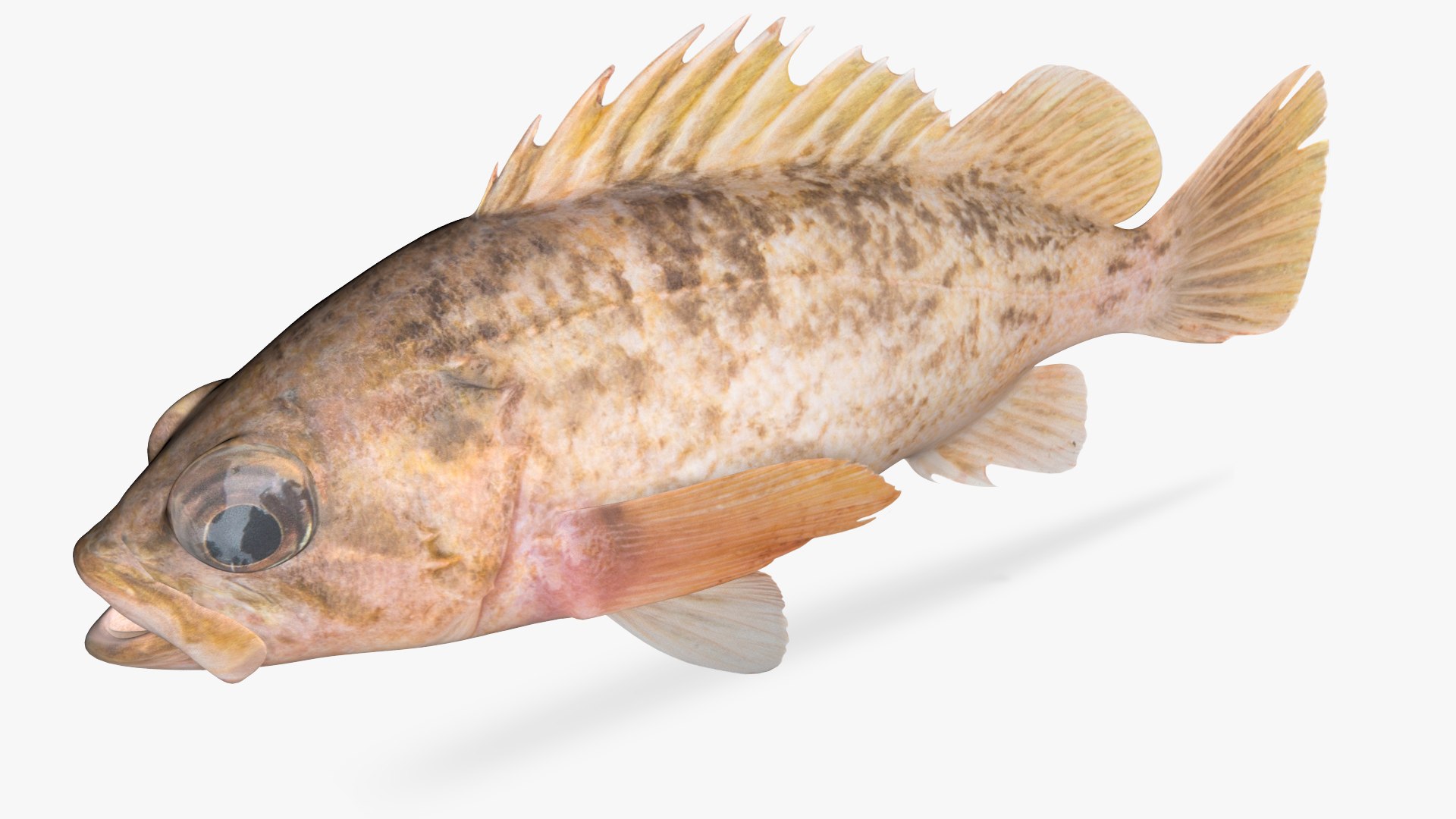 3D Kelp Rockfish Fish - TurboSquid 1670210