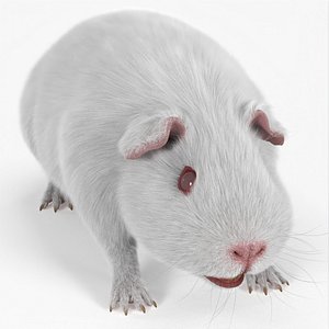 3D Albino Guinea Pig Red Eyes and Short Hair White Fur for Cinema 4D