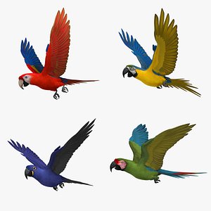 3d macaw parrots