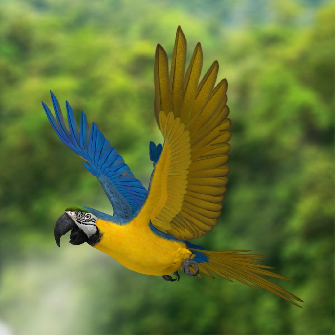 3d macaw parrots https://p.turbosquid.com/ts-thumb/d2/tVSuq7/VQ9jqWnX/r02/jpg/1418867803/1920x1080/fit_q87/41016e250bf2e8c0d2a02f96891e4a5b2a048d98/r02.jpg